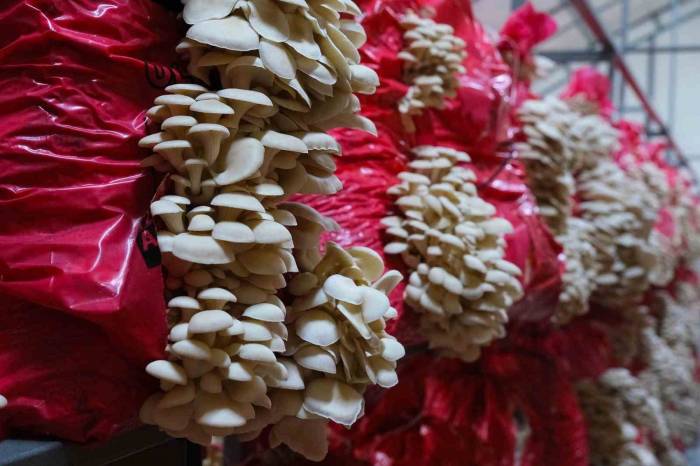 İstiridye Mantarı Büyükşehir Eliyle Sofraya Geliyor