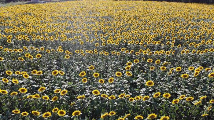 Edirne’de Ayçiçeğinde Yüksek Rekolte Bekleniyor