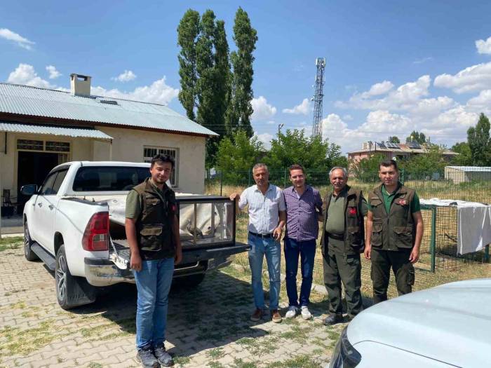 Van’da Kafes Avcılığı Yapan 2 Kişi Güvenlik Güçlerine Takıldı