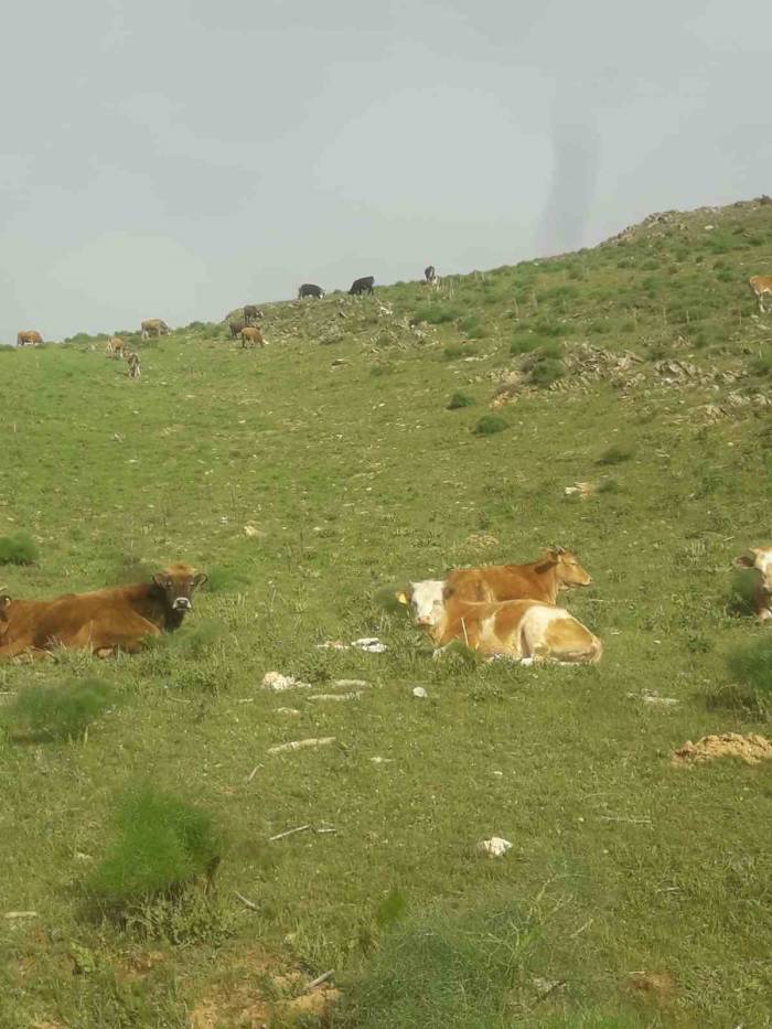 Gevaş’ta 15 Büyükbaş Hayvan Kayboldu