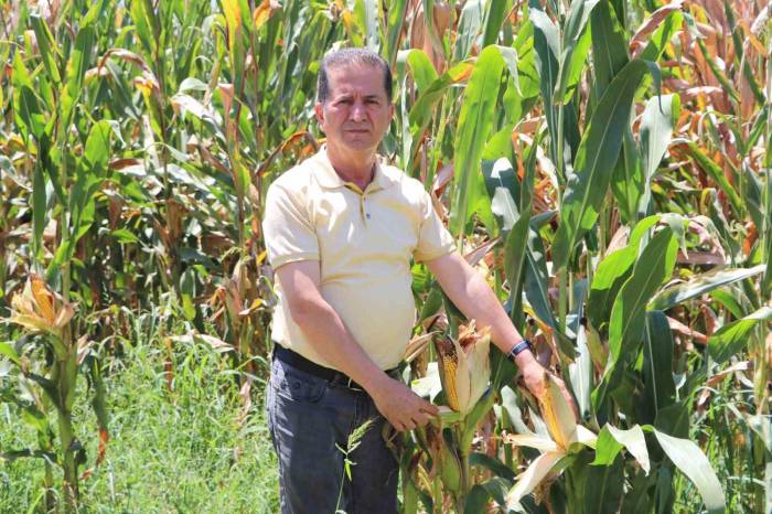 Mısır Çiftçinin Yüzünü Güldürecek