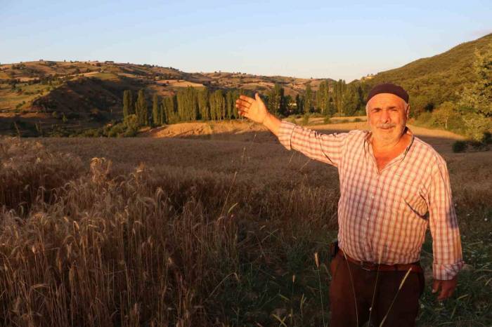 Tarlasına Dadanan Domuzlara Karşı Nöbet Tutuyor