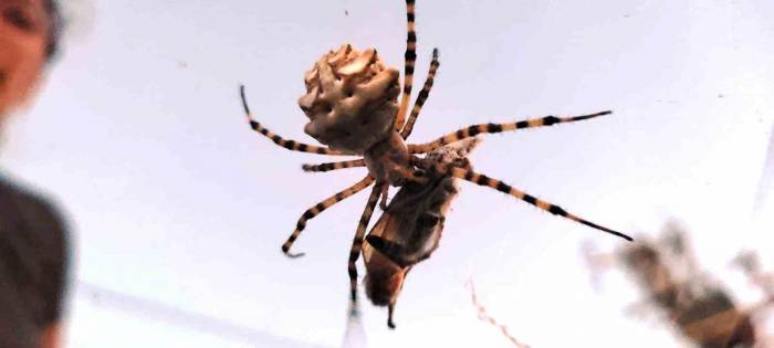 Ayvalık’ta Dünyanın En Zehirli Örümcek Türlerinden Biri Görüntülendi