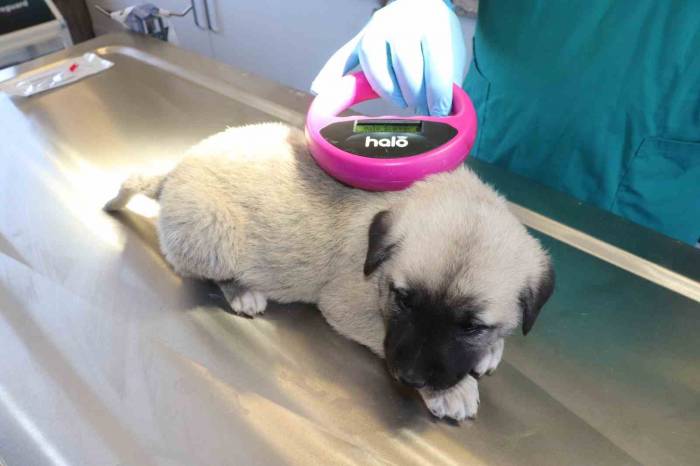 Dünyada Nam Salan Anadolu Aslanı Çiple Korunuyor