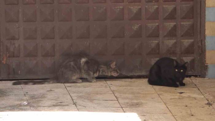 3 Gündür Mahsur Kalan Kedi Kurtarılmayı Bekliyor: Annesi Garaj Kapısında Nöbet Tutuyor