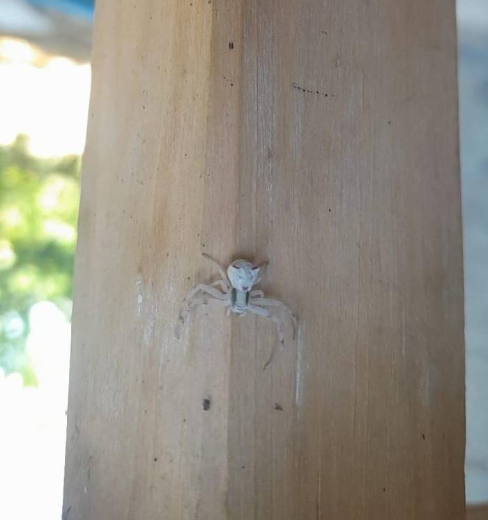 Kahramanmaraş’ta ’insan Yüzlü Örümcek’ Görüntülendi