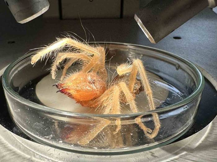 Uzman Uyardı; ‘sarıkız’ Böceğine Dikkat