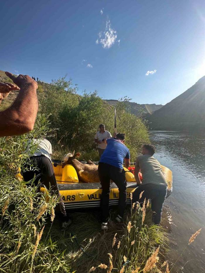 Sarıkamış’ta Aras Nehri’ne Düşen Büyükbaş Hayvan Kurtarıldı