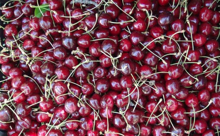 Türkiye’nin En Geç Kiraz Hasadı Ahlat’ta Yapılıyor