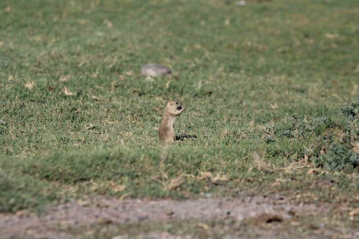 Havalar Isındı Sincaplar Ortaya Çıktı