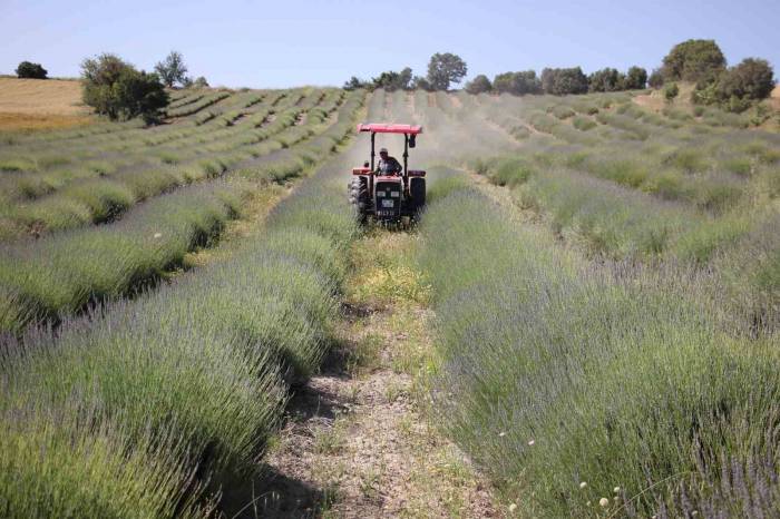 Aşırı Yağışlar Lavanta Üretimini Olumsuz Etkiledi