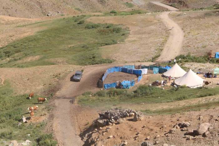 2 Bin 500 Rakımlı Dağın Zirvesinde Soğuk Su Etrafında Yetişiyor, Yemek Ve Çökelekleri Tatlandırıyor