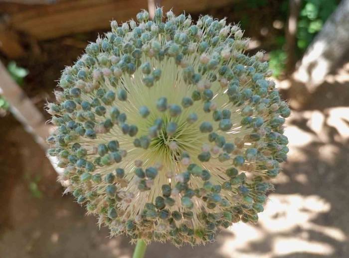 Tunceli Sarımsağını Toplayanlara 244 Bin Lira Ceza Kesilecek