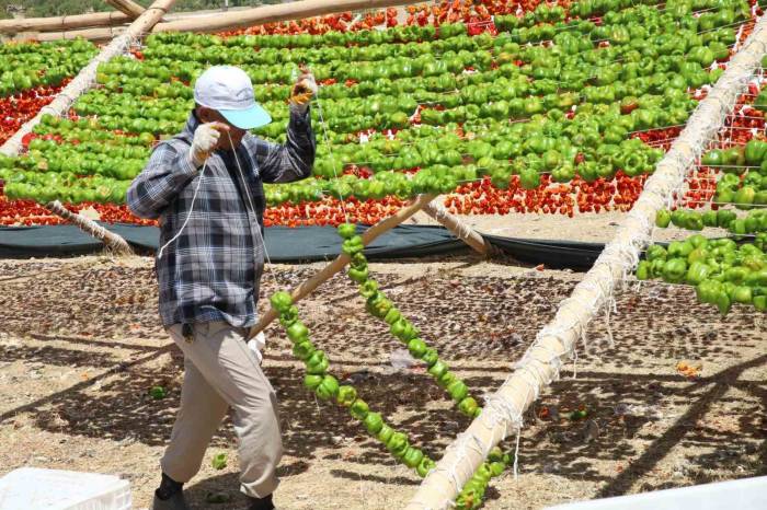 Yılın İlk Kurutmalıkları Güneşe Bırakıldı
