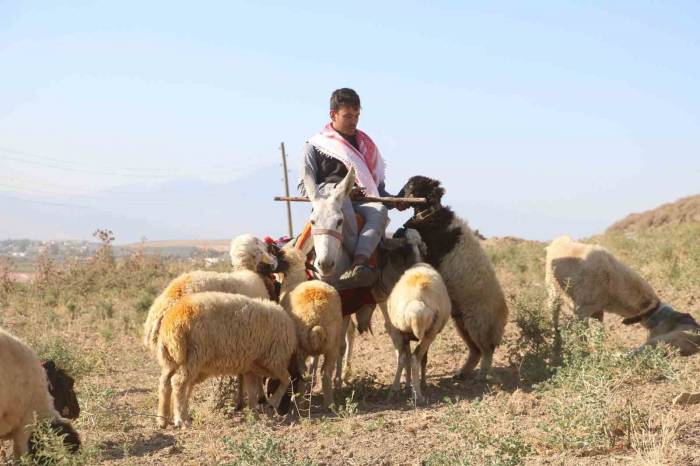 Sıcakta Bunalan Hayvanlar İçin Eşek Sırtında Zorlu Mesai