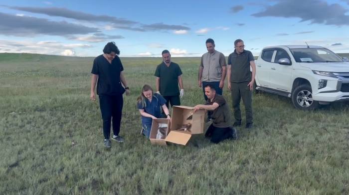 Kars’ta Kerkenezler Doğaya Bırakıldı