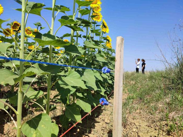Keşan’da Ayçiçeği Üreticisi Domuz Zararına Karşı Mücadele Ediyor