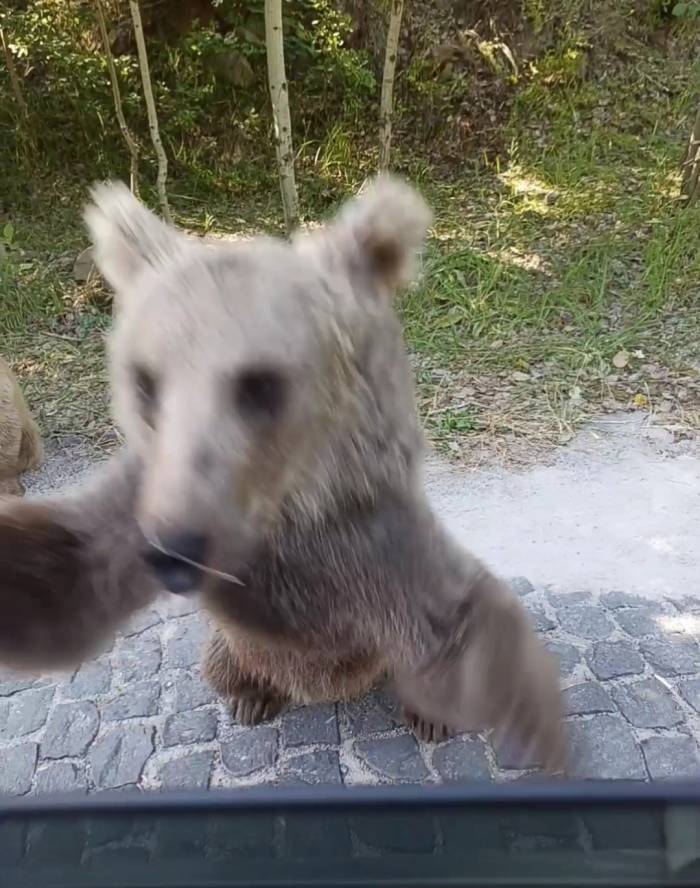 Yavru Ayının Araç Sürücüsüne Saldırısı Kameraya Yansıdı