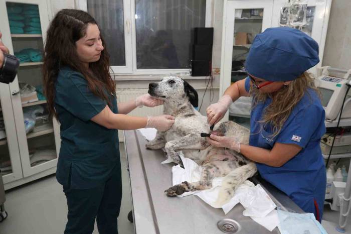 3d Yazıcı İle Üretilen Protezler Sokak Hayvanlarına Umut Oluyor