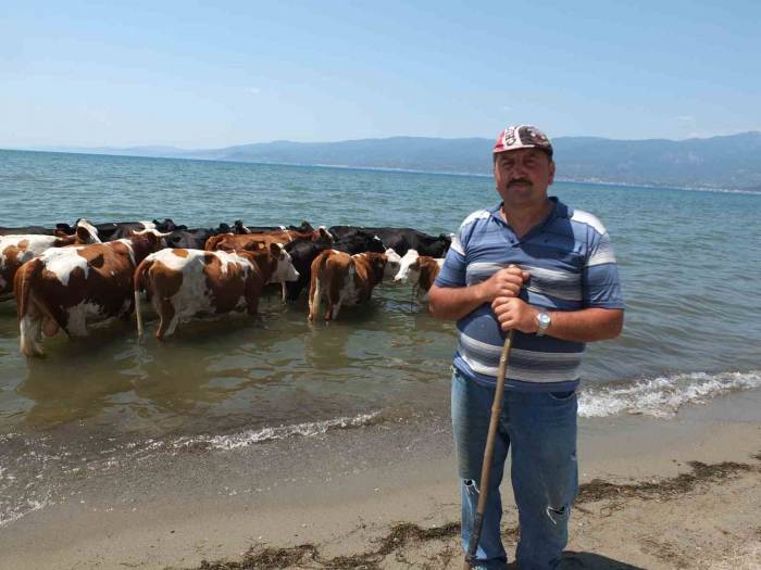 Balıkesir’de Sıcaktan Bunalan İnekler Soluğu Denizde Alıyor