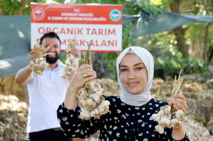 Rusya Ve Almanya’nın Organik Antibiyotiği Aksaray’dan