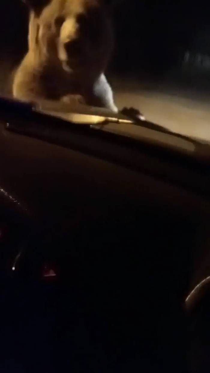 Ayı Otomobilin Önüne Atladı, İçindekilerin Yüreği Ağzına Geldi