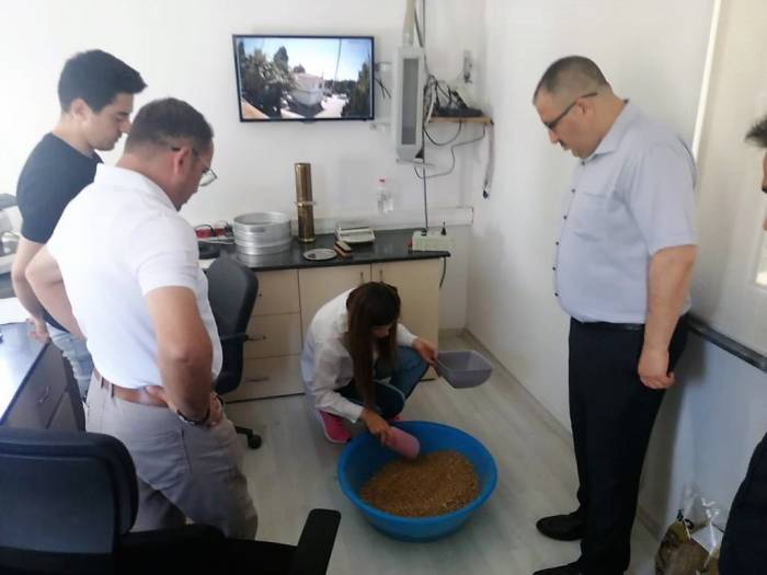 Tmo Son Buğday Tanesine Kadar Alım Yapacak