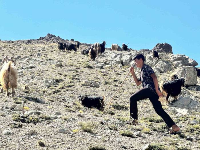 Yaylada Çobanlık Yapan Ve Lgs’de Türkiye İkincisi Olan Muhammet’in Kazandığı Lise Belli Oldu