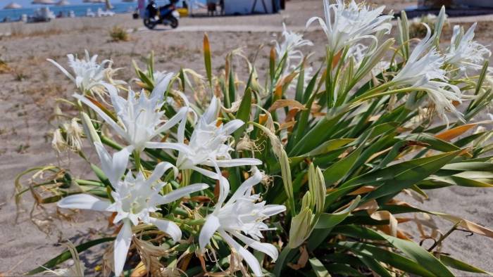 Nesli Tükenmekte Olan Bu Bitki Görenleri Kendine Hayran Bırakıyor