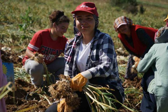 Her Gün 200 Kilometre Yol Kat Edip Sarımsak Tarlasında Çalışıyorlar