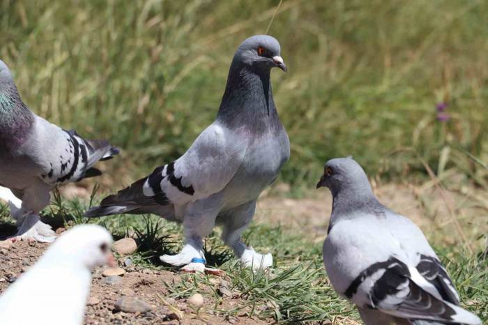 Sivas Güvercini Sevgisi Hobiden Ticarete Dönüştü