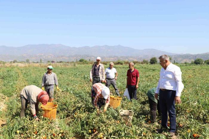 Aydın’da Domates Hasadı Başladı