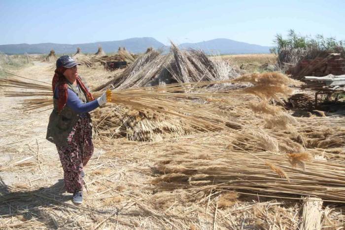 Göllerden Temin Edilen Kamışlar Ekonomiye Kazandırılıyor