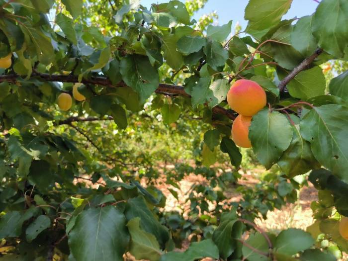 Malatya’da Kayısı Hasadı Sürüyor