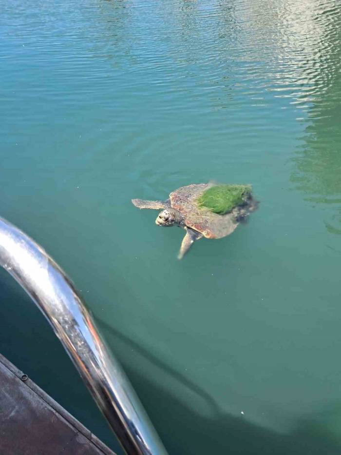 Edremit Sahillerinde Caretta Caretta Görüntülendi