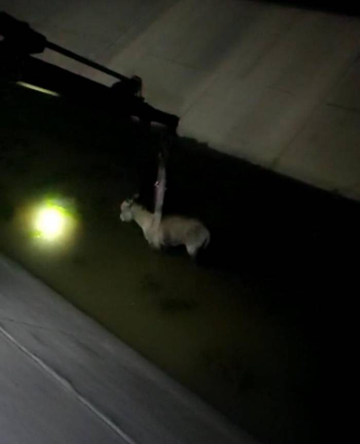 Diyarbakır’da Mazgala Sıkışan Köpek Ve Sulama Kanılan Düşen Eşek Kurtarıldı
