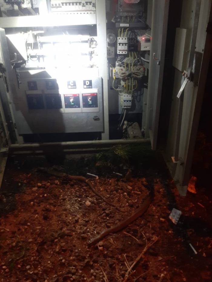 Trafoya Giren Yılan, 6 Köyü Elektriksiz Bıraktı