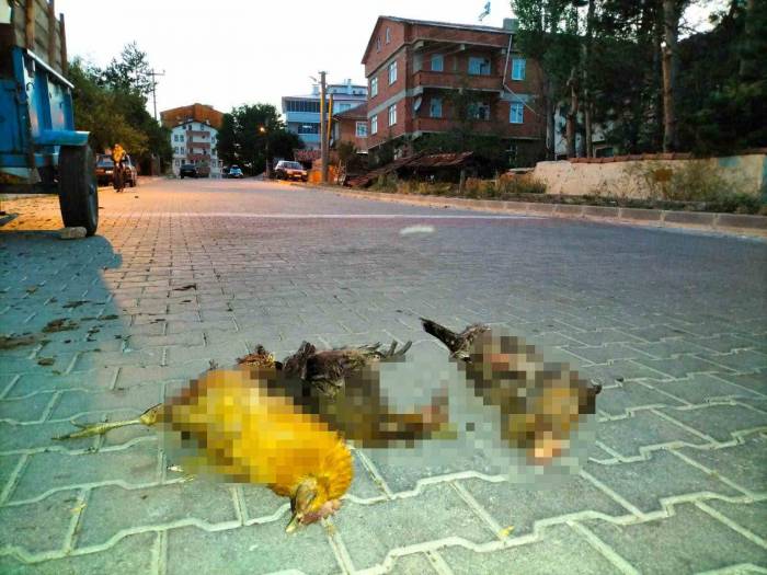 Başıboş Sokak Köpekleri, Bahçedeki Kuzuları Ve Kümesteki Tavukları Öldürdü