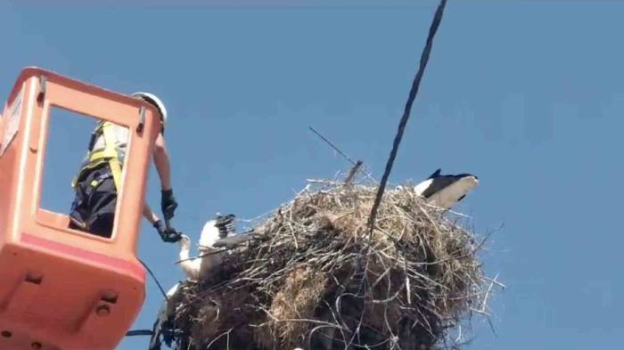 Ayağına İp Dolanan Leylek Yavrusu Kurtarıldı