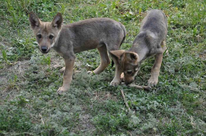 Yaban Hayvanları Kars’ta Şifa Buluyor