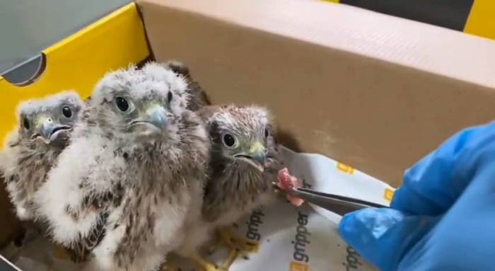 “şimdi Yavru Kerkenezlerin Akşam Yemeği Vakti”