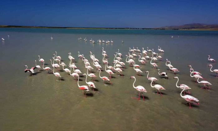 Arin Gölü’nün Renkli Misafirleri