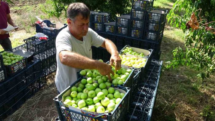 Bayramiç Beyazı Üreticinin Yüzünü Güldürdü