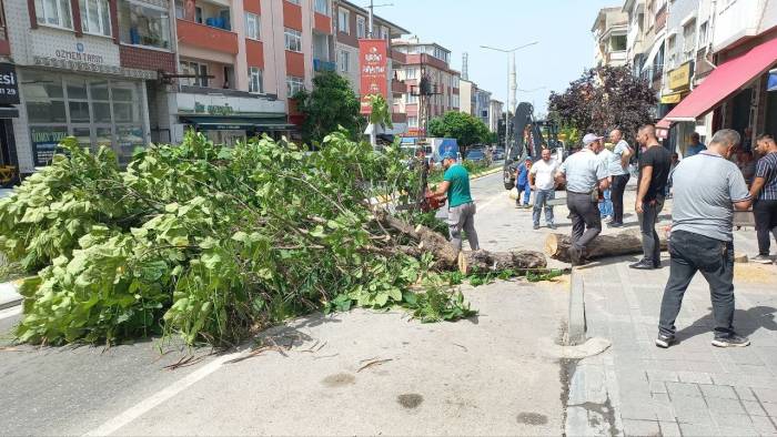 Edirne’de Taksinin Üstüne Devrilen Ağaç 2 Saat Boyunca Trafiği Kapattı