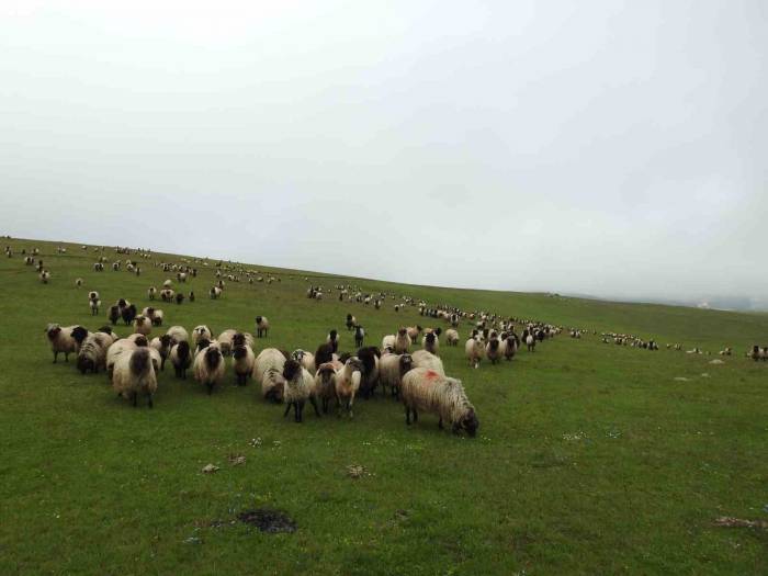 Mera Islah Projesi Yüz Güldürdü
