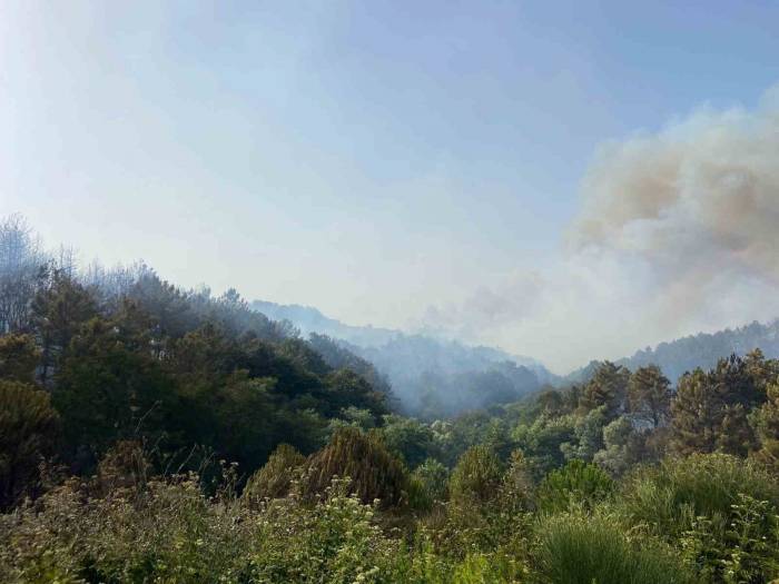 Beykoz’da İki Farklı Yerde Orman Yangını