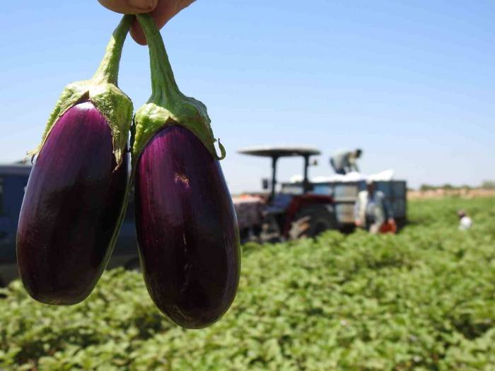 Sınırın Sıfır Noktasında Patlıcan Hasadı Başladı