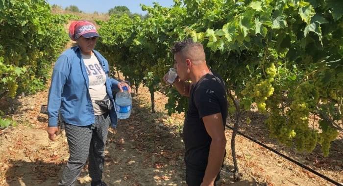 Üzüm İşçilerinin Rekor Sıcaklıklarda Zorlu Mesaisi