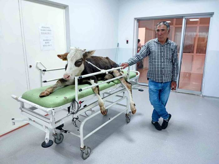 Ayağı Kırılan Dana, Plak Sayesinde Yeniden Ayaklanacak