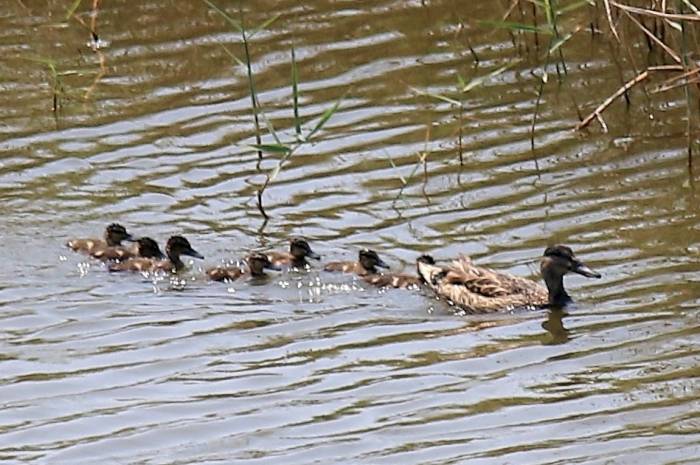Hersek Lagünü’nde Üreyen Kuş Türü Sayısında Artış